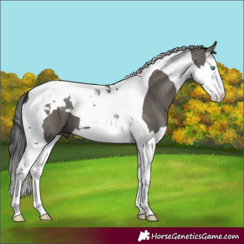 Horse Color:Grullo Splash Tobiano