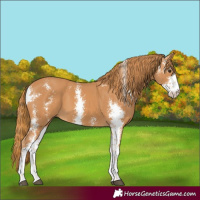 Horse Color:Chestnut Sabino 