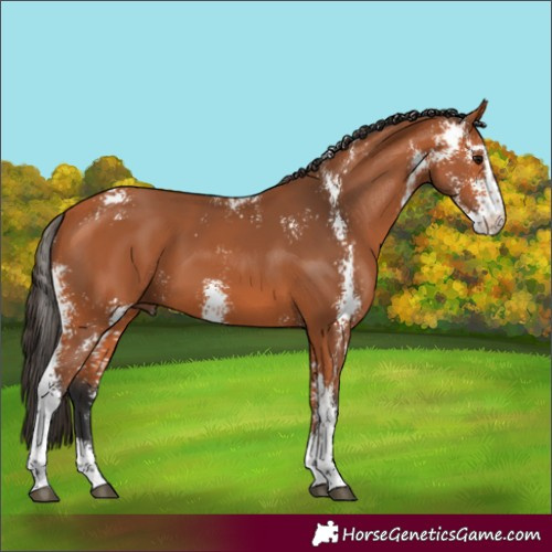 Horse Color:Bay Sabino 