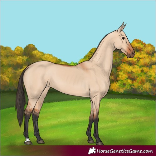 Horse Color:Bay Dun