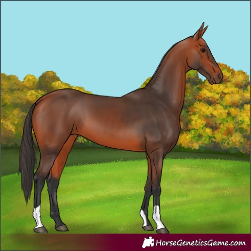 Horse Color:Bay 