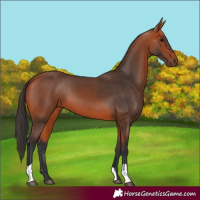 Horse Color:Bay 