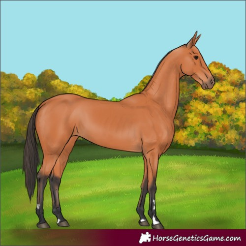 Horse Color:Bay 