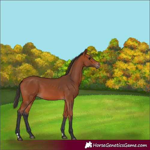 Horse Color:Bay Rabicano