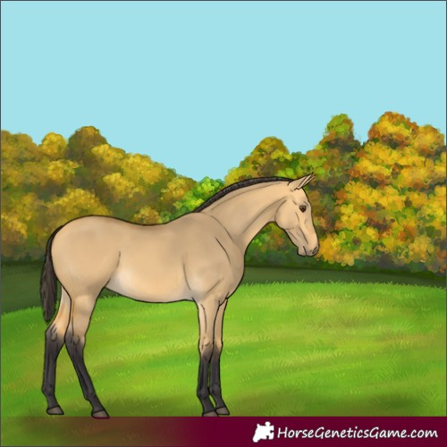 Horse Color:Buckskin Dun 