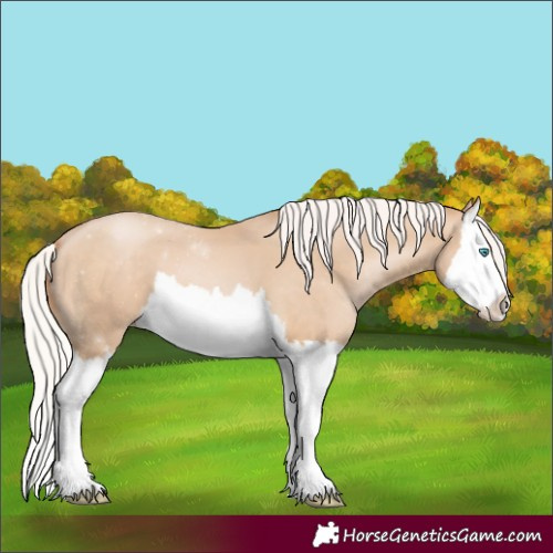 Horse Color:Silver Buckskin Pearl Splash 