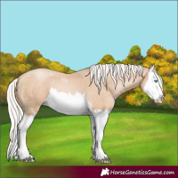 Horse Color:Silver Buckskin Pearl Splash 