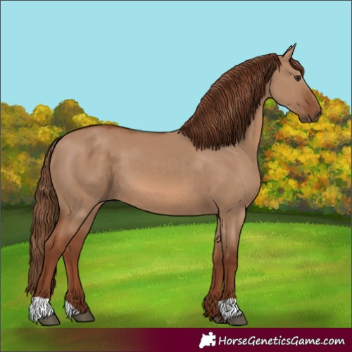 Horse Color:Red Dun 