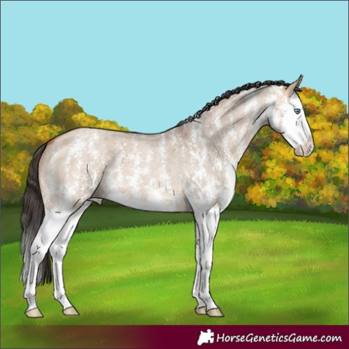 Horse Color:Bay Roan Dun Sabino Splash 
