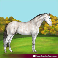 Horse Color:Bay Roan Dun Sabino Splash 