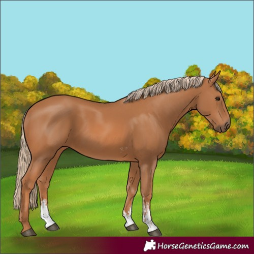 Horse Color:Chestnut Sabino 
