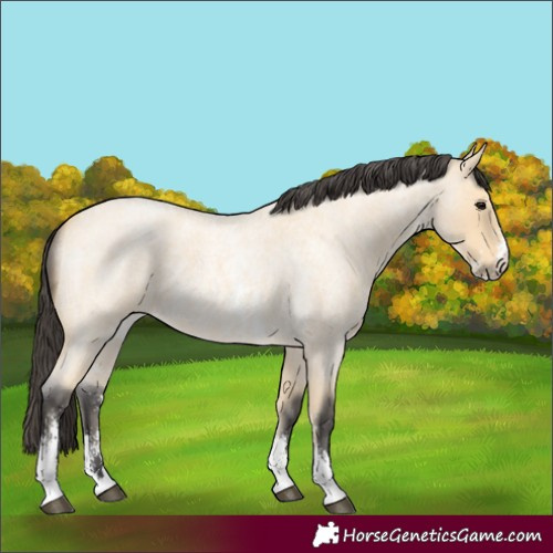 Horse Color:Buckskin Roan Sabino 