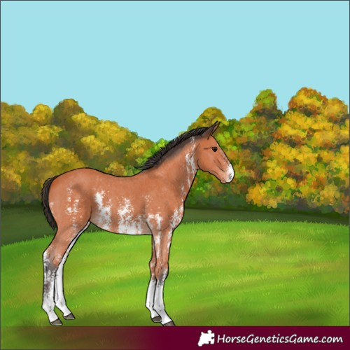 Horse Color:Unknown 