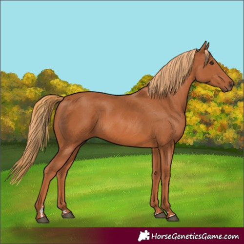 Horse Color:Chestnut 