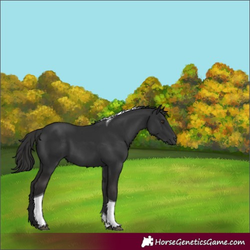 Horse Color:Unknown 