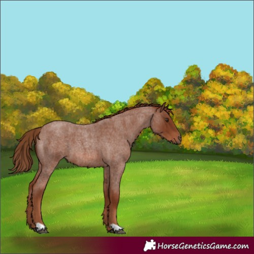 Horse Color:Unknown 