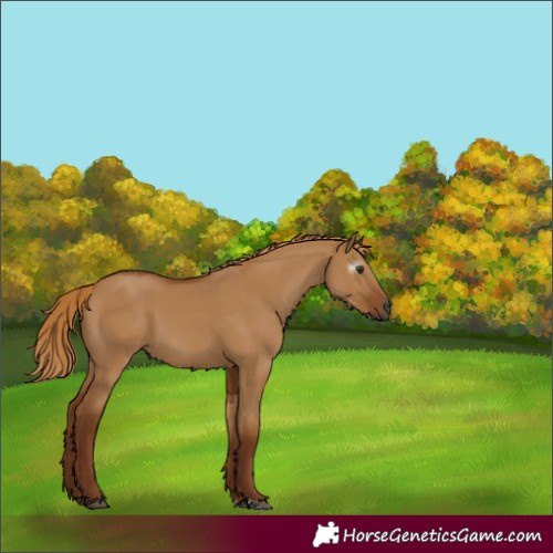 Horse Color:Unknown 