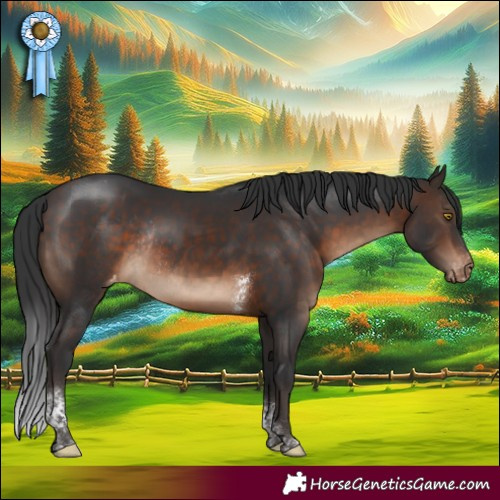 Horse Color:Brown Tobiano Appaloosa Rabicano