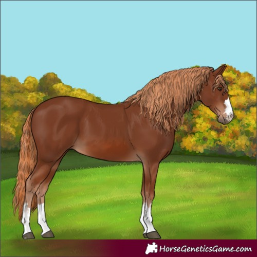 Horse Color:Chestnut 