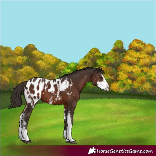 Horse Color:Unknown 