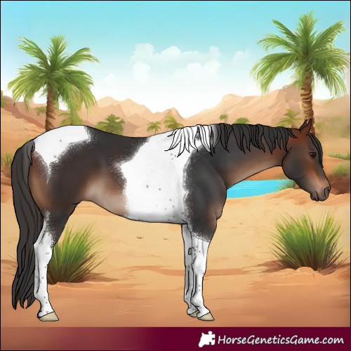 Horse Color:Bay Tobiano 