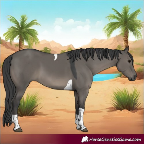 Horse Color:Grullo Tobiano
