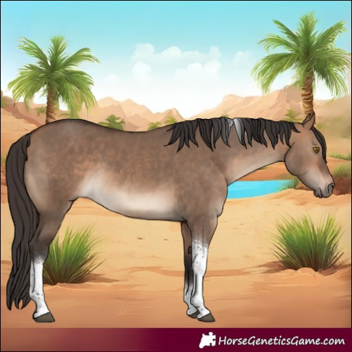 Horse Color:Bay Dun Tobiano