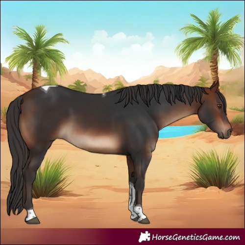 Horse Color:Brown Tobiano 