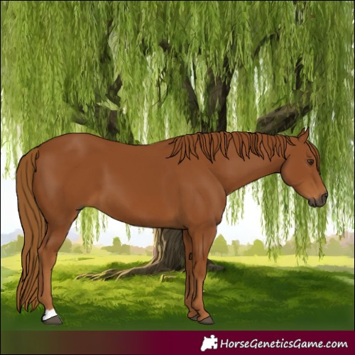 Horse Color:Gray Chestnut 