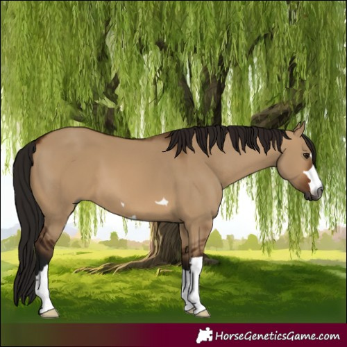 Horse Color:Gray Bay Dun 