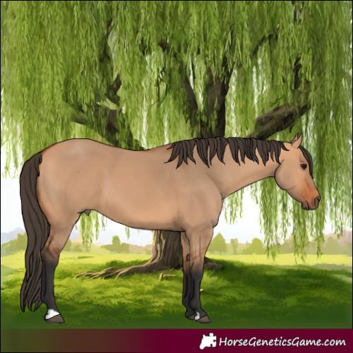 Horse Color:Bay Dun 