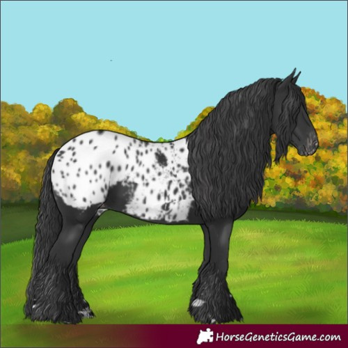 Horse Color:Black Appaloosa Rabicano 