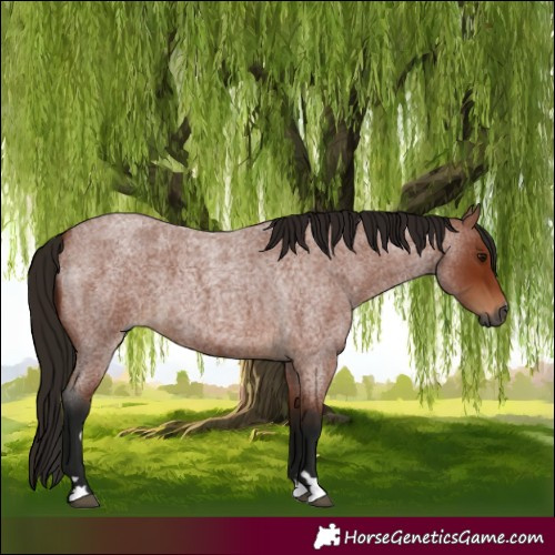 Horse Color:Gray Bay Roan 