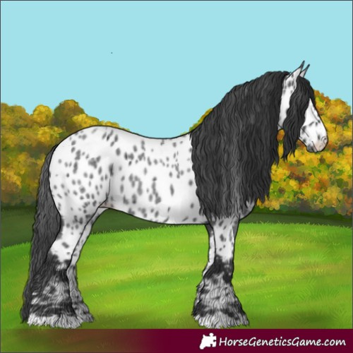 Horse Color:Blue Roan Appaloosa Rabicano 