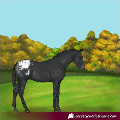 Horse Color:Black Appaloosa Rabicano 