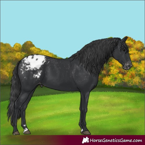 Horse Color:Black Appaloosa Rabicano