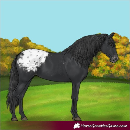 Horse Color:Black Appaloosa Rabicano