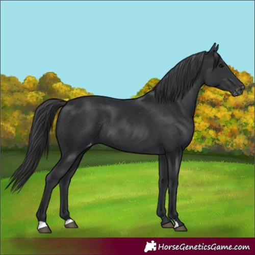 Horse Color:Black Appaloosa Rabicano