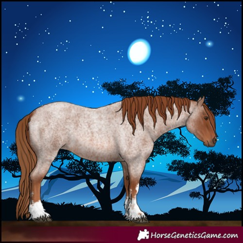 Horse Color:White Spotted Red Roan 