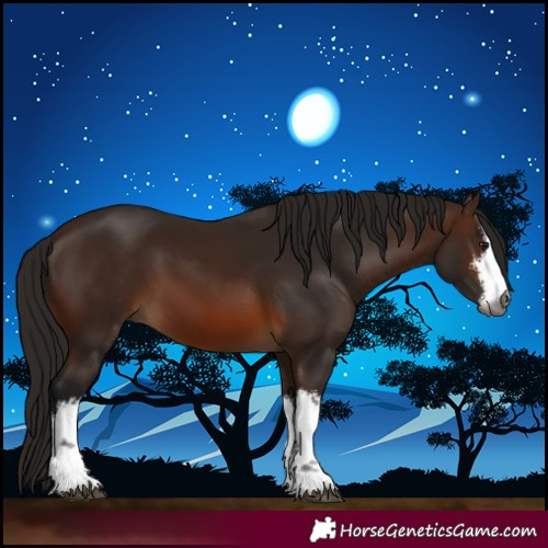 Horse Color:Gray White Spotted Bay 