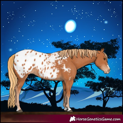 Horse Color:Chestnut Appaloosa 