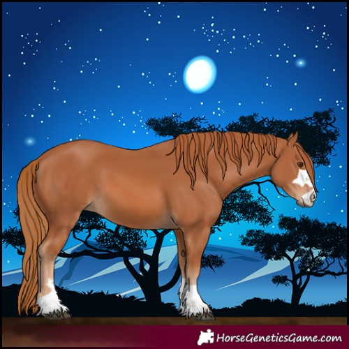 Horse Color:Chestnut 