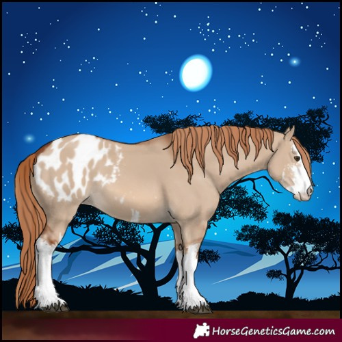Horse Color:White Spotted Red Dun Appaloosa 