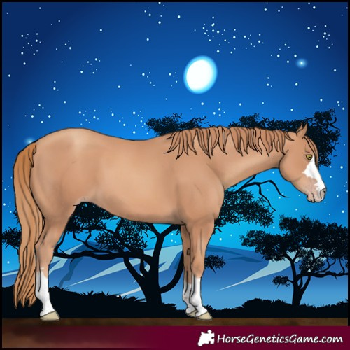 Horse Color:Gold Champagne 