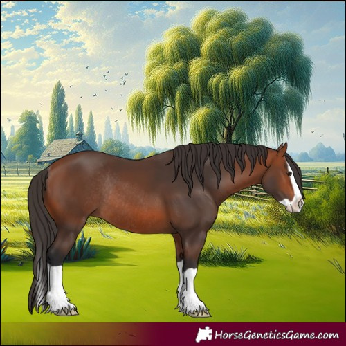Horse Color:Bay Splash Rabicano 
