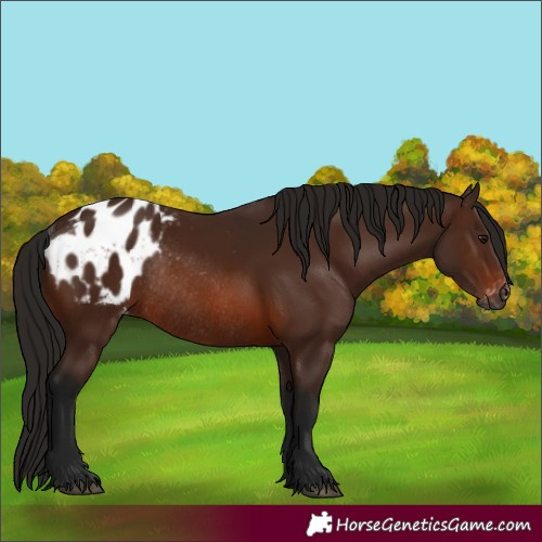 Horse Color:Gray Bay Appaloosa Rabicano 