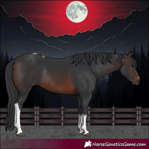 Horse Color:Brown Tobiano Rabicano 