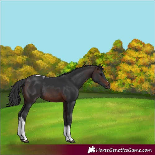 Horse Color:Brown Tobiano Rabicano 