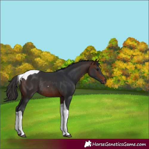 Horse Color:Brown Tobiano Rabicano 