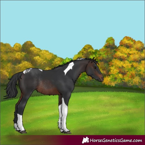 Horse Color:Brown Tobiano Rabicano 